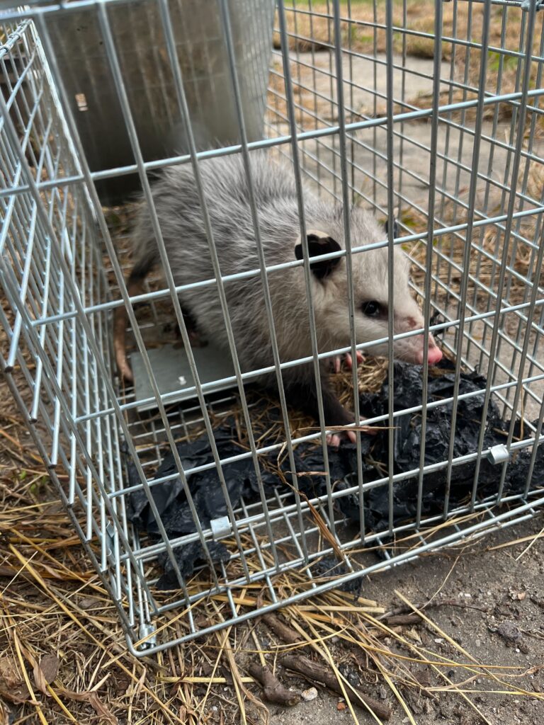 Wildlife Control Grandville