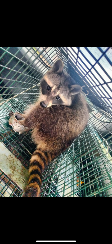 Wildlife Control Grandville