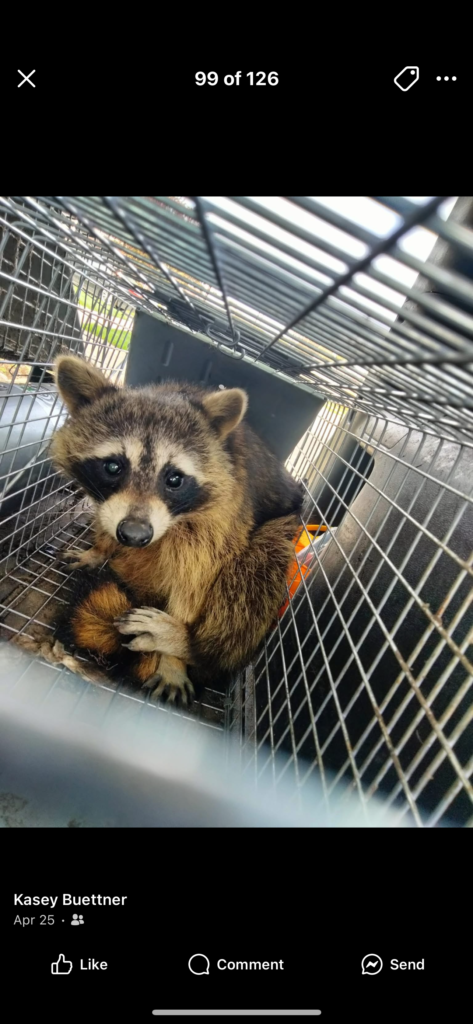 Wildlife Control Grandville