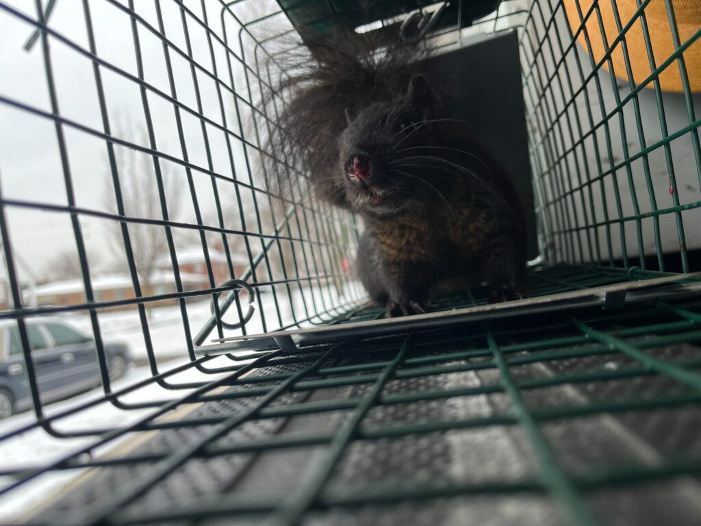 Wildlife Control Grandville